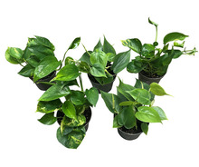 Gullranke Epiprenum Philodendron